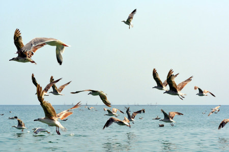 Climate change is affecting bird migration