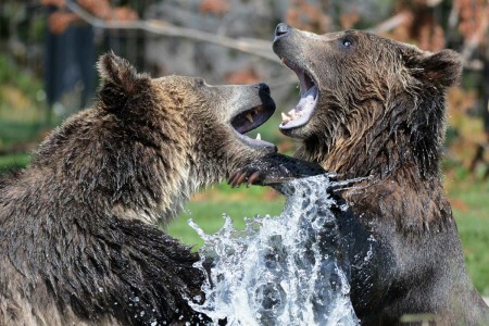Threat to Yellowstone’s grizzly bears